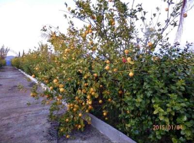 Exceptional 3.5 Hectare Farmstead on the Road of Fez