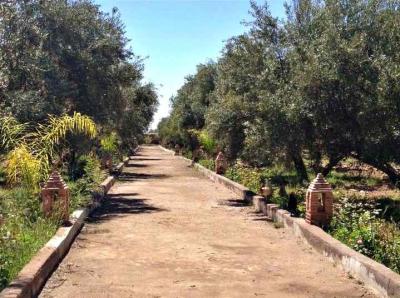 Exceptional 3.5 Hectare Farmstead on the Road of Fez
