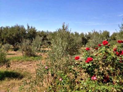 Exceptional 3.5 Hectare Farmstead on the Road of Fez
