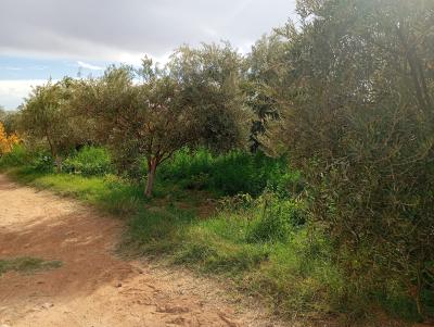Invest in Your Future: Land for Sale at an Attractive Price