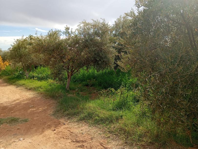 Invest in Your Future: Land for Sale at an Attractive Price-12