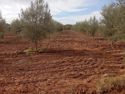 Invest in Your Future: Land for Sale at an Attractive Price