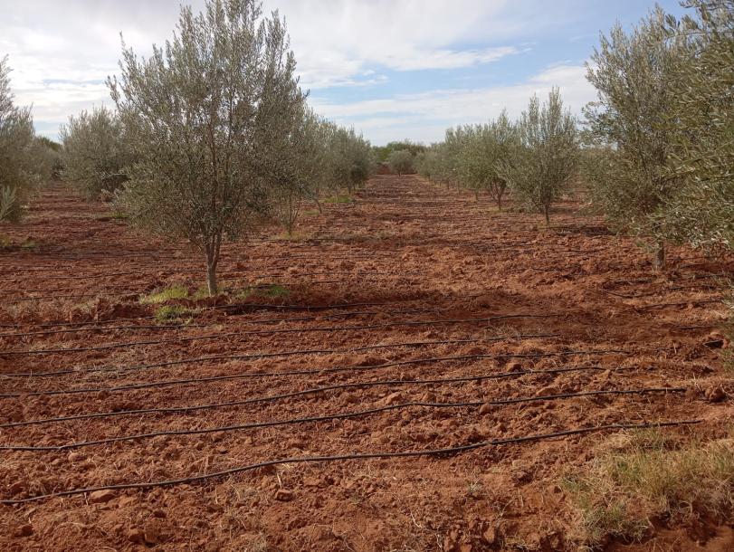 Invest in Your Future: Land for Sale at an Attractive Price-10