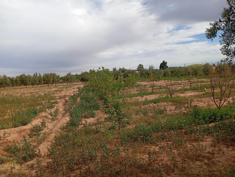 Invest in Your Future: Land for Sale at an Attractive Price-9