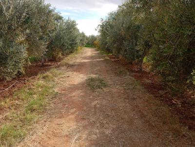Invest in Your Future: Land for Sale at an Attractive Price