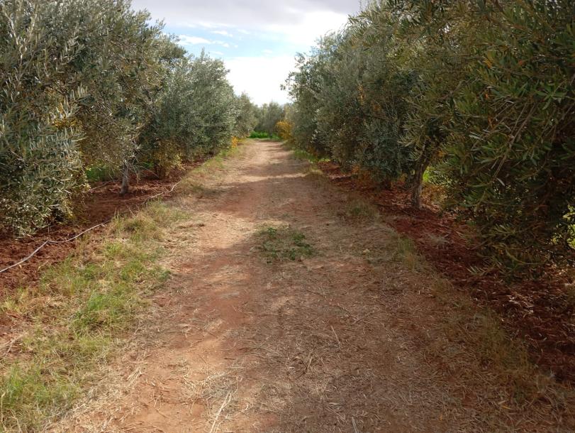 Invest in Your Future: Land for Sale at an Attractive Price-6