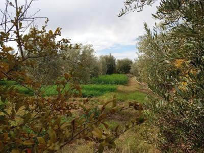 Invest in Your Future: Land for Sale at an Attractive Price