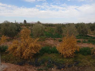 Invest in Your Future: Land for Sale at an Attractive Price
