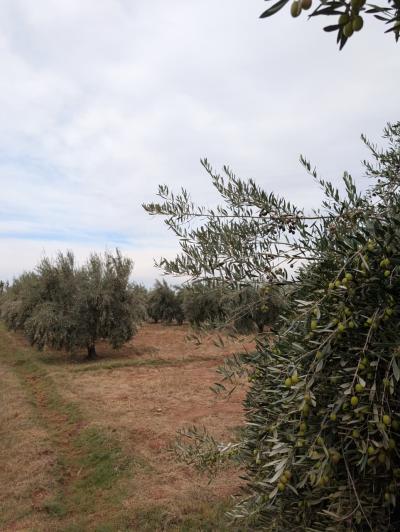 Land for Sale – Route de Fès, Km 38