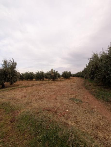 Land for Sale – Route de Fès, Km 38-0