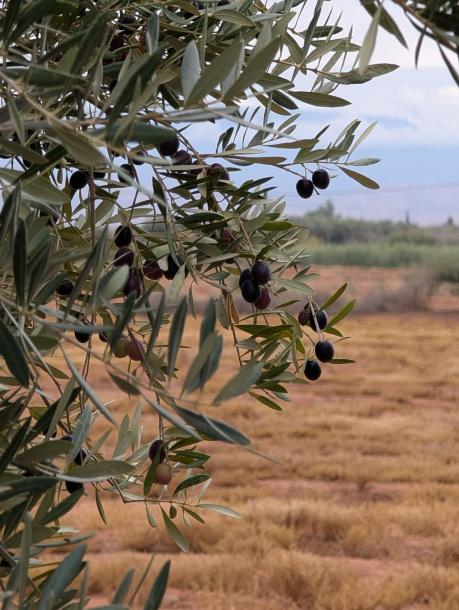 Land for Sale – Route de Fès, Km 38-3