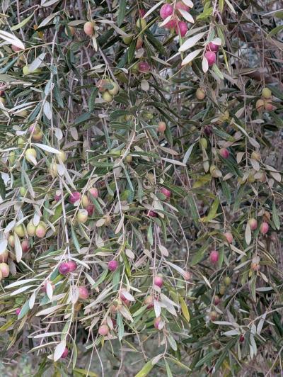 Land for Sale – Route de Fès, Km 38