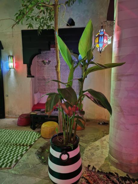 Luxury Riad with Pool & Double Terrace for Sale โ Palais Bahia, Medina of Marrakech-6